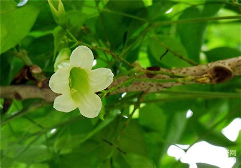 寶樹開花|綠寶樹:形態特徵,生長環境,分布範圍,主要價值,觀賞價。